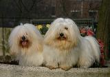 COTON DE TULEAR 006